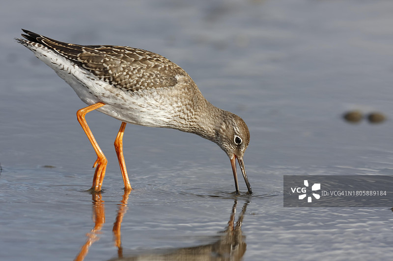 红脚鹬在泥滩觅食，德国下萨克森瓦登海国家公园图片素材