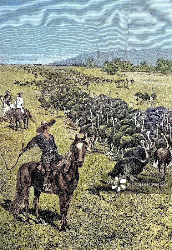 1880年出版物中开普敦南非鸵鸟群的数字修复图图片素材