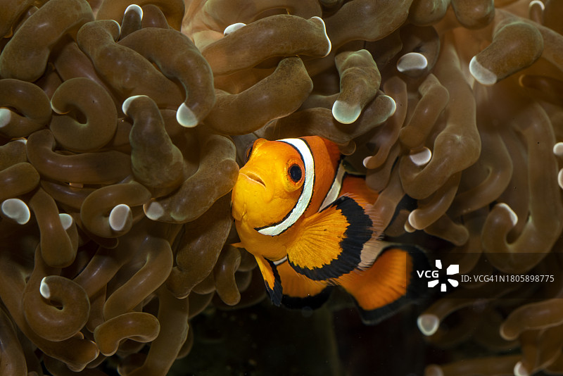 躲在海葵中的假小丑鱼图片素材