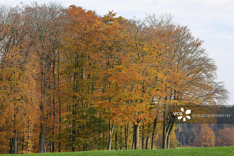 秋季的欧洲山毛榉，吕讷堡石楠草原，下萨克森州，德国图片素材