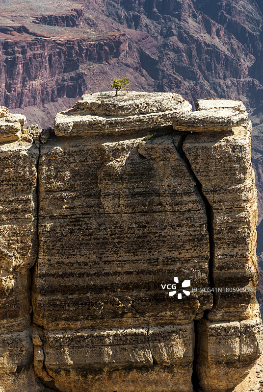 单棵树，隐士休息路线，美国亚利桑那州大峡谷国家公园南缘图片素材