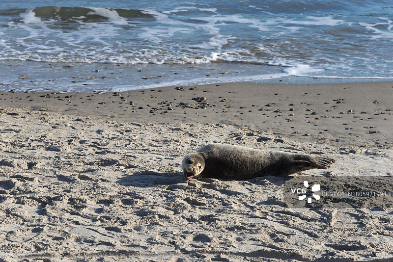 波罗的海卡特加特海峡格雷嫩斯卡根丹麦北日德兰半岛海滩上的海豹图片素材