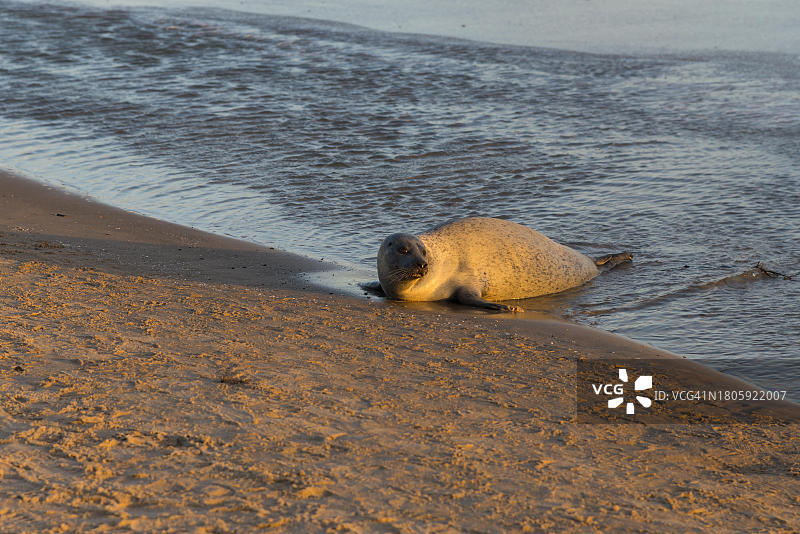 波罗的海卡特加特海峡格雷嫩斯卡根丹麦北日德兰半岛海滩上的海豹图片素材