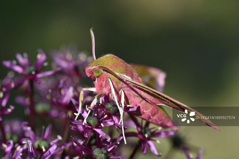 德国花朵上的天蛾图片素材