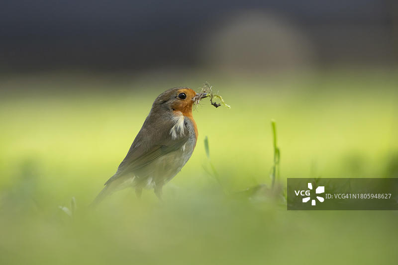 英国萨福克草坪上收集筑巢材料的欧洲知更鸟图片素材