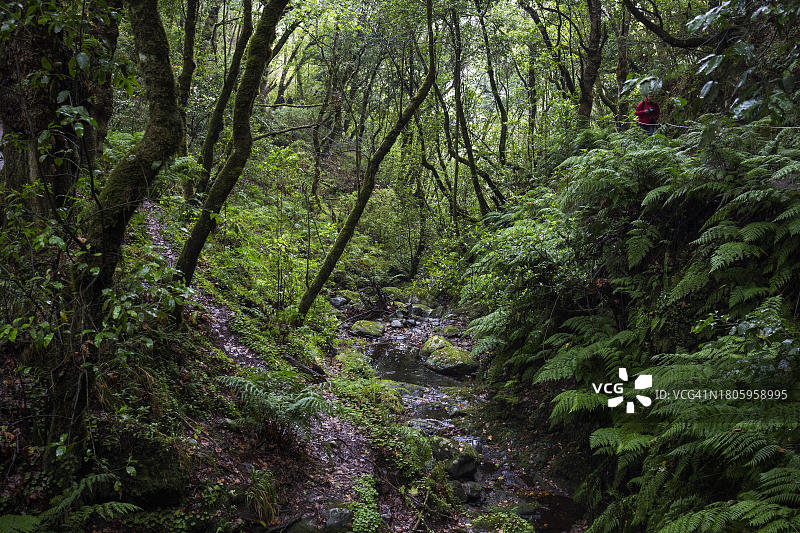 葡萄牙马德拉岛Ribeiro Frio的徒步小径上的小溪图片素材
