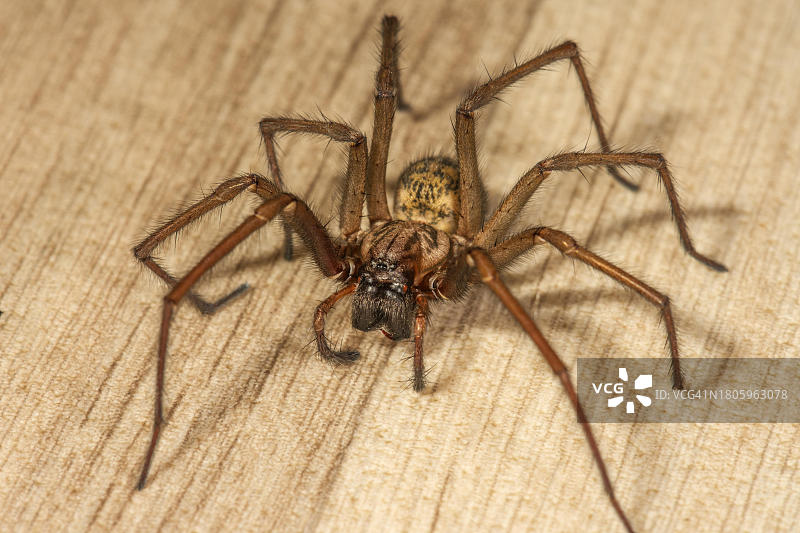 德国巴登-符腾堡的地板上的室内蜘蛛图片素材