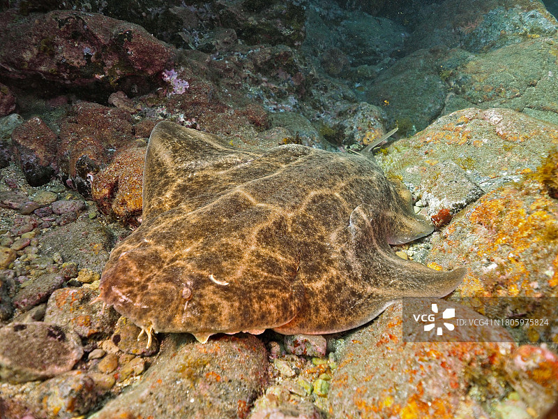 休息的安琪儿鲨，埃尔卡布隆海洋保护区潜水点，西班牙大加那利岛阿里纳加，大西洋图片素材