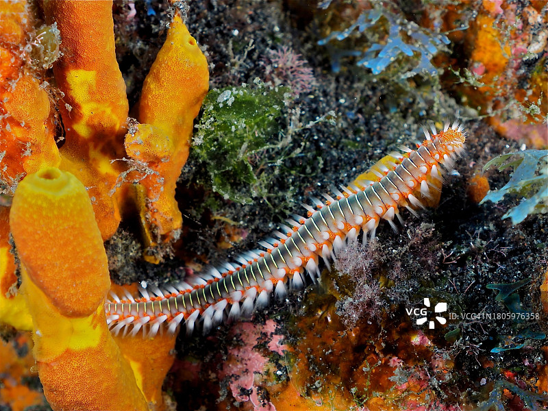 火 brush 虫（Hermodice carunculata），马尔皮克潜水点，拉帕尔马，加那利群岛，西班牙，大西洋图片素材
