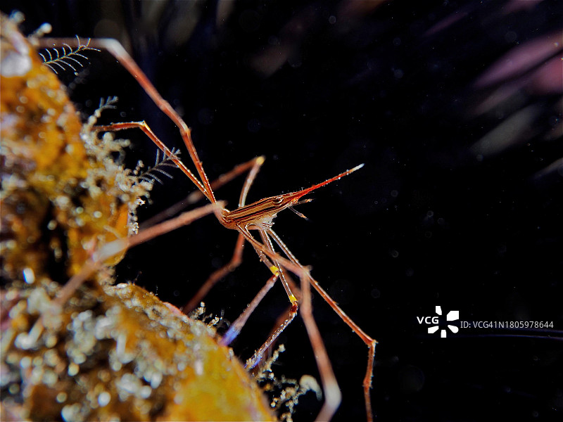 矛吻 Stenorhynchus lanceolatus，El Cabron海洋保护区潜水点，阿林加，大加那利岛，西班牙，大西洋图片素材
