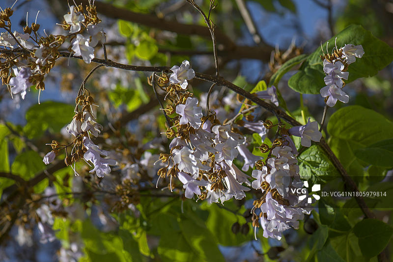泡桐树(Paulownia tomentosa)的花和种子茎，蓝天，巴黎，法国图片素材