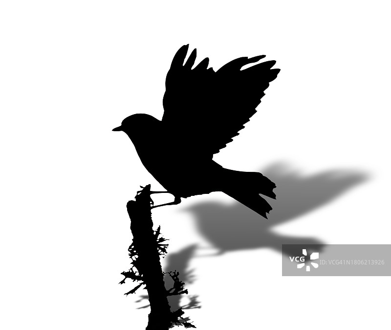 鸟的轮廓在白色背景上张开翅膀飞翔的矢量插画图片素材