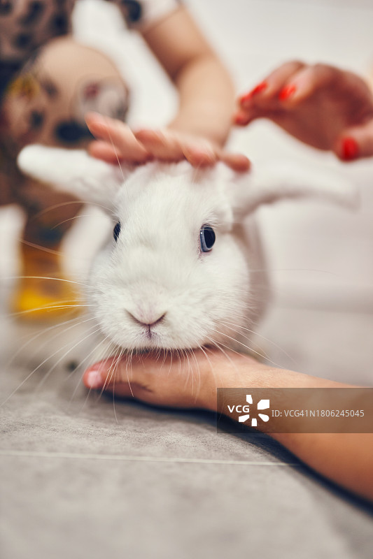 坐在地板上的兔子肖像图片素材