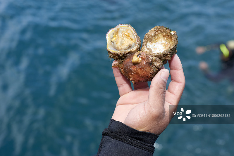 潜水员手持海洋软体动物图片素材