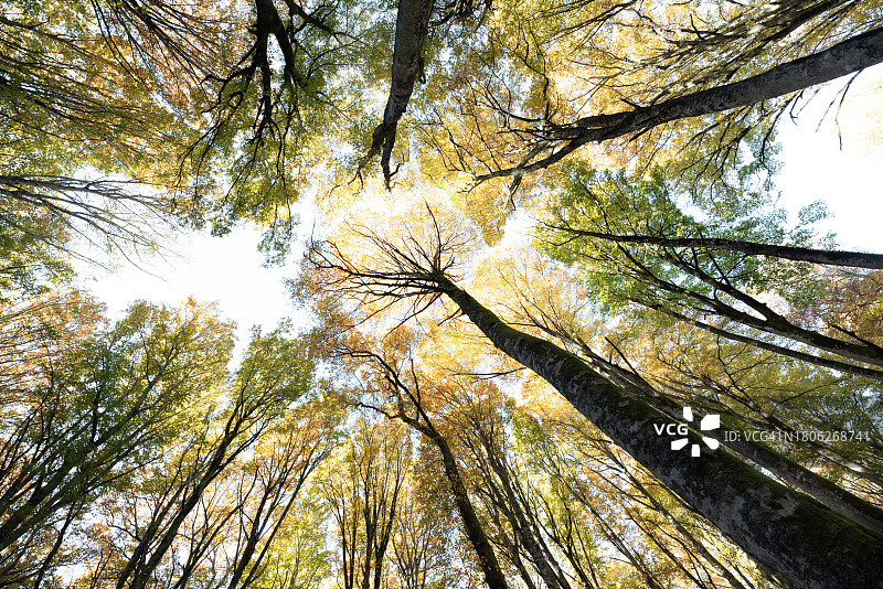 山毛榉树顶森林在秋天的黎明图片素材