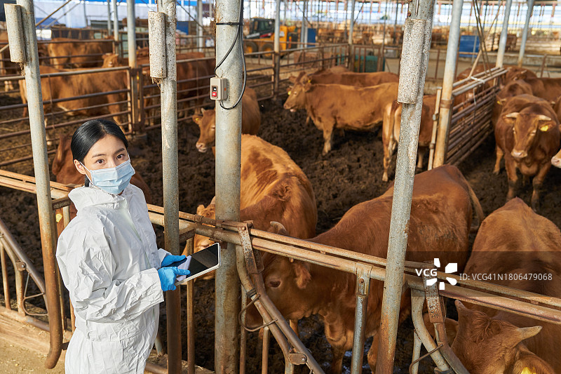 小型农场、乡村工作、牲畜、畜牧业、兽医、韩牛、防护服图片素材