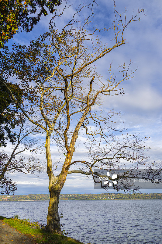 几乎是光秃秃的纽约奈ack图片素材