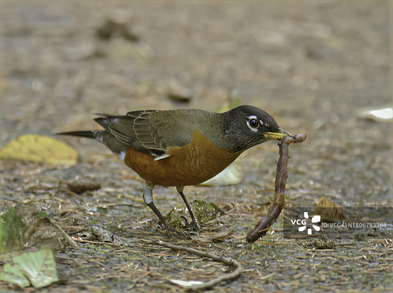 美洲知更鸟图片素材
