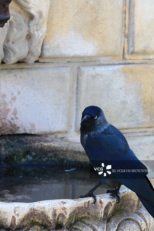 乌鸦在公共喷泉饮水图片素材