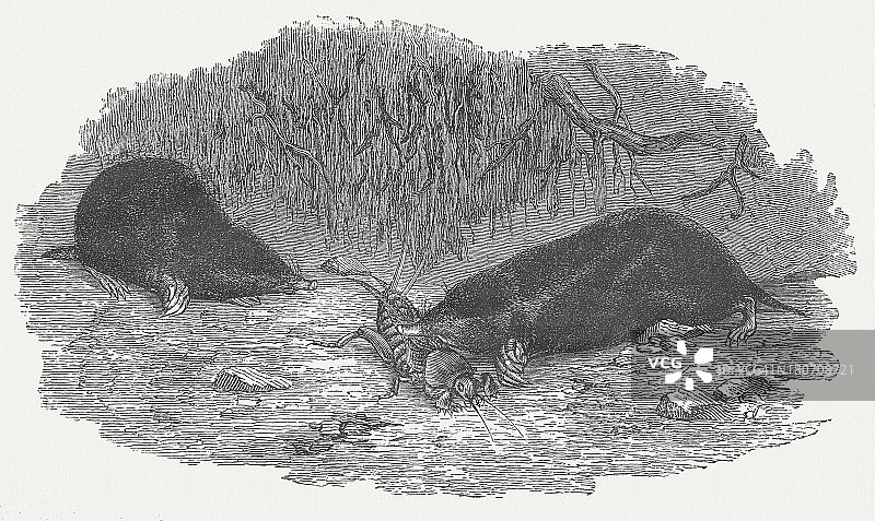 欧洲鼹鼠（欧洲鼹），1875年木刻版画图片素材