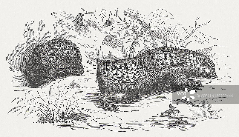 犰狳（Chlamyphorus truncatus），1875年木刻版画图片素材