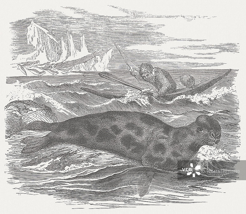 爱斯基摩人捕猎冠海豹木刻版画（1875年）图片素材