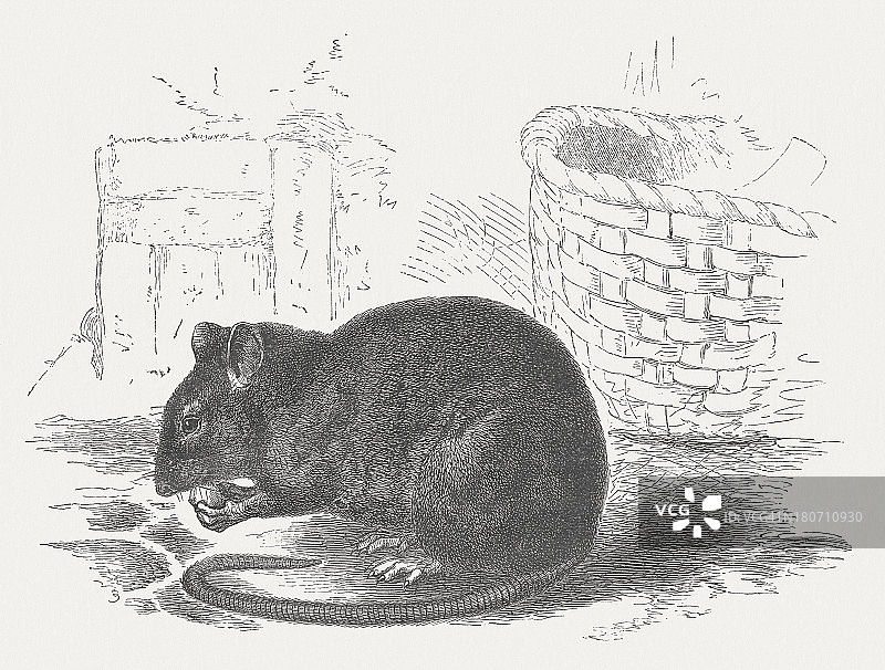 屋顶鼠，1875年木刻版画图片素材