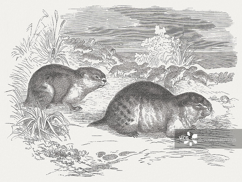 挪威旅鼠木刻版画图片素材