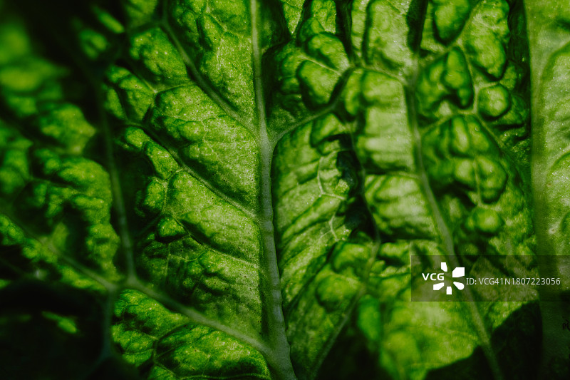 蔬菜叶子特写图片素材