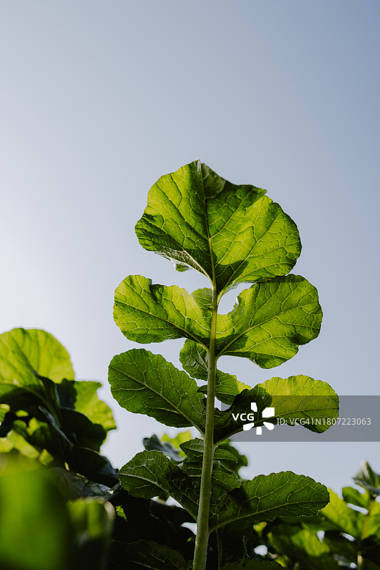 蔬菜叶子特写图片素材