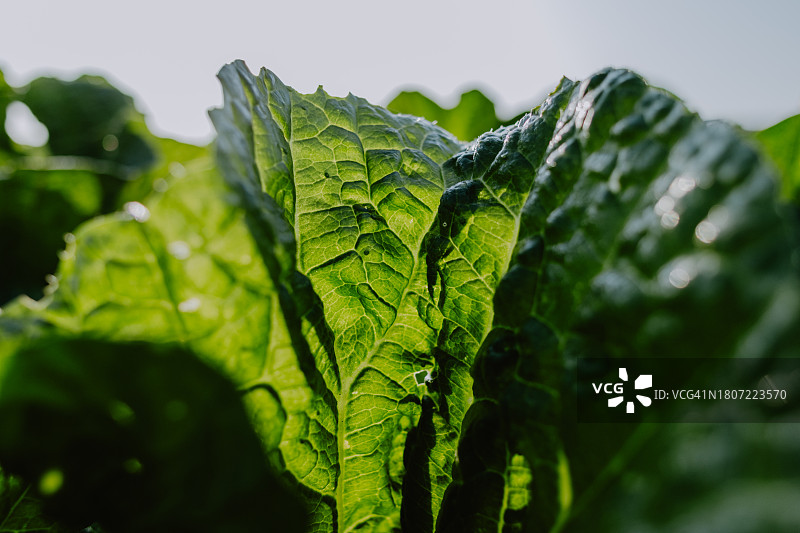 蔬菜叶子特写图片素材