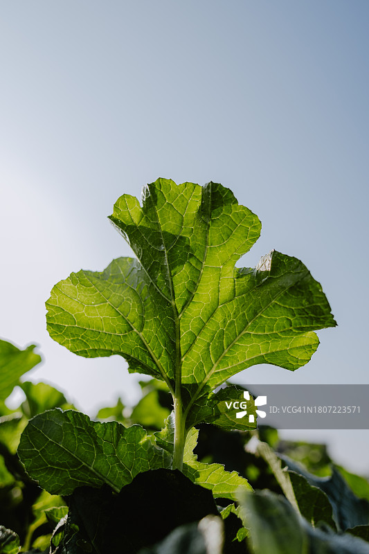 蔬菜叶子特写图片素材