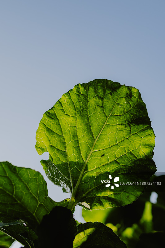 蔬菜叶子特写图片素材