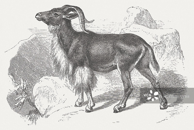 1875年出版的摩洛哥 Barbary 绵羊木刻版画图片素材