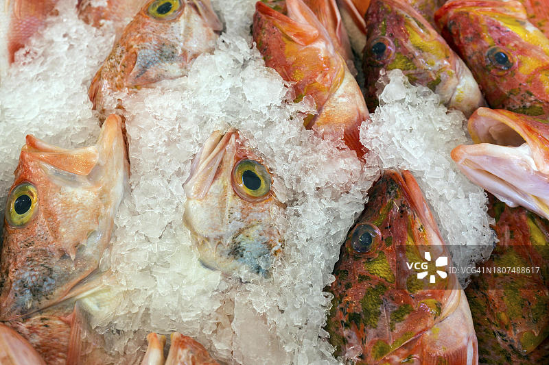 马德拉丰沙尔鱼市上出售的冰鲜红鱼图片素材