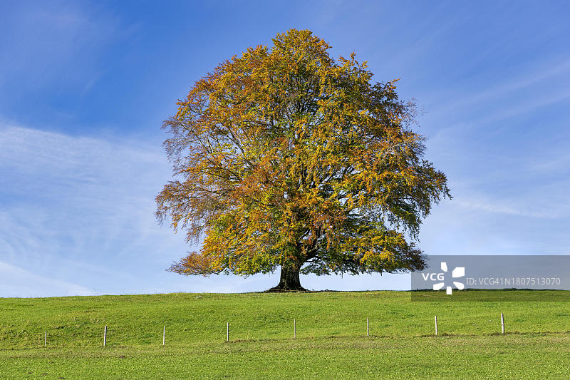 德国巴伐利亚施瓦本奥斯塔尔高阿尔高，草地上孤独的秋季普通欧洲山毛榉图片素材