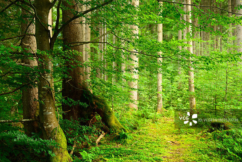 德国巴伐利亚州阿尔卑斯山云杉森林图片素材