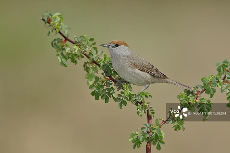 黑顶莺（莺属），雌性，坐在犬蔷薇的树枝上，德国北莱茵-威斯特法伦图片素材
