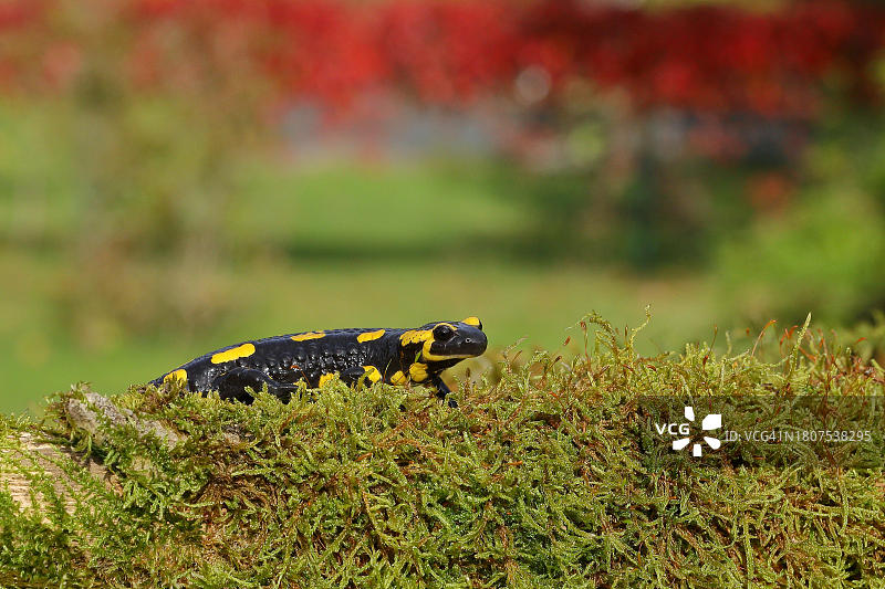 在苔藓上奔跑的火蜥蜴，德国北莱茵-威斯特法伦图片素材
