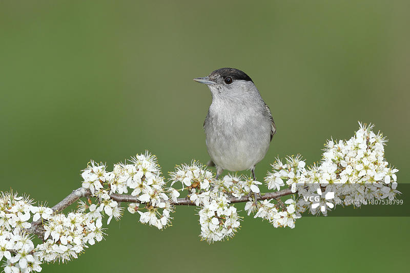 黑顶鹟莺雄鸟栖息在开花的黑刺李中图片素材