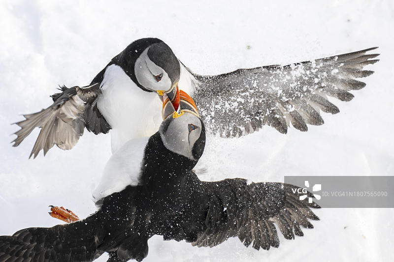 挪威两只海鹦雪中打斗图片素材