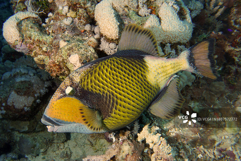 绿拟鳞鲀，红海，埃及图片素材
