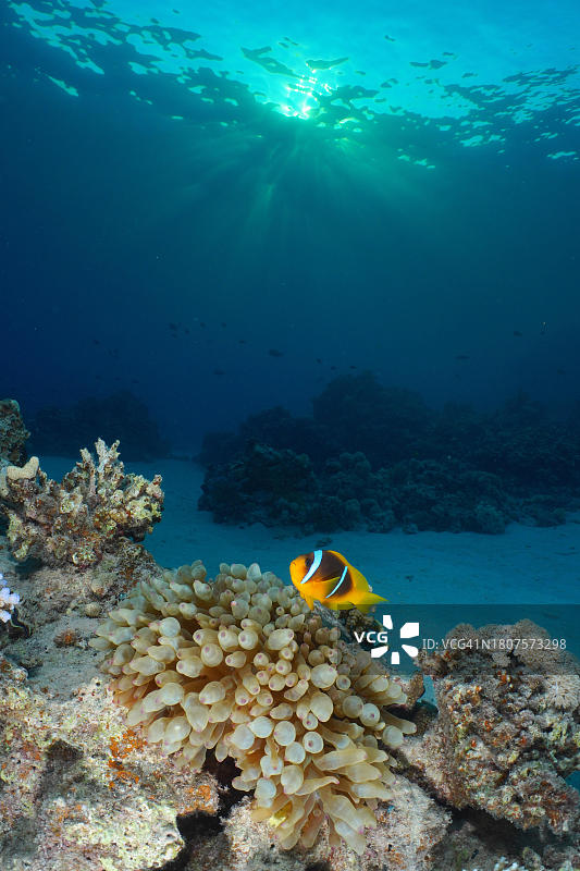 红海小丑鱼和奶嘴海葵图片素材