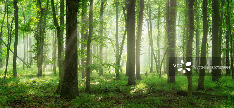 德国萨克森-安哈尔特橡树落叶林春季景观图片素材