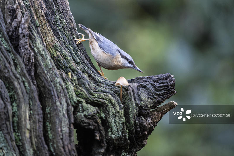 欧亚䴓，德国下萨克森州埃姆斯兰图片素材