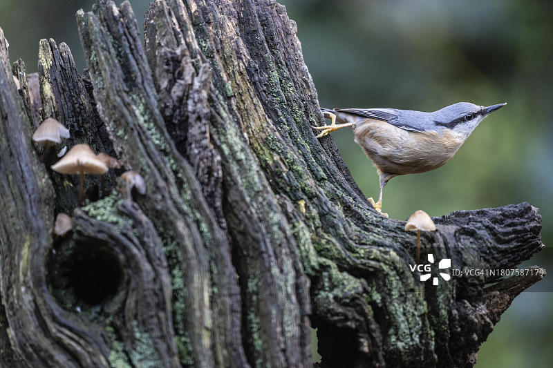 欧亚䴓，德国下萨克森州埃姆斯兰图片素材