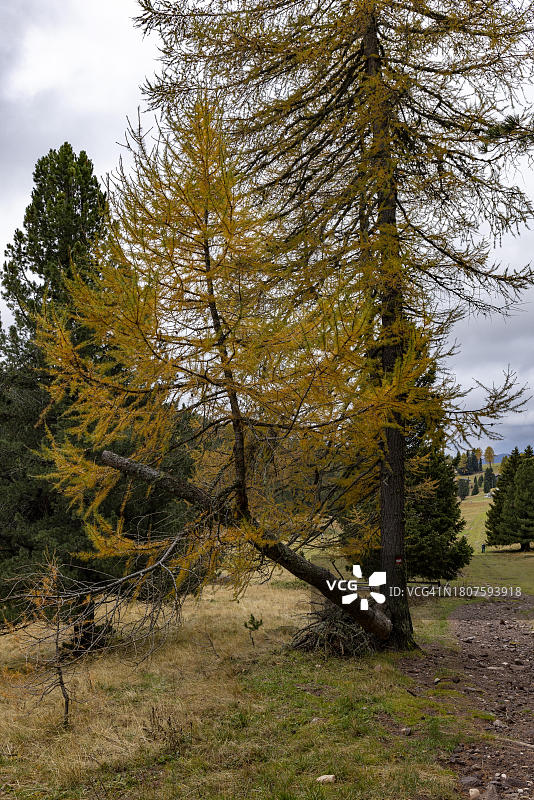 意大利南蒂罗尔拉德因的弯曲树干上生长的落叶松图片素材