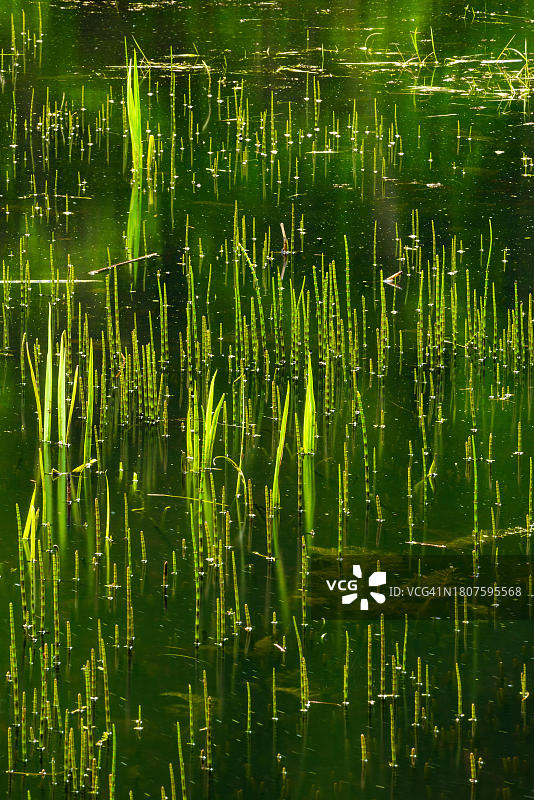 德国图林根州森林湖泊中发芽的水生植物图片素材