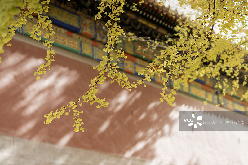 故宫的秋日：金色树叶图片素材