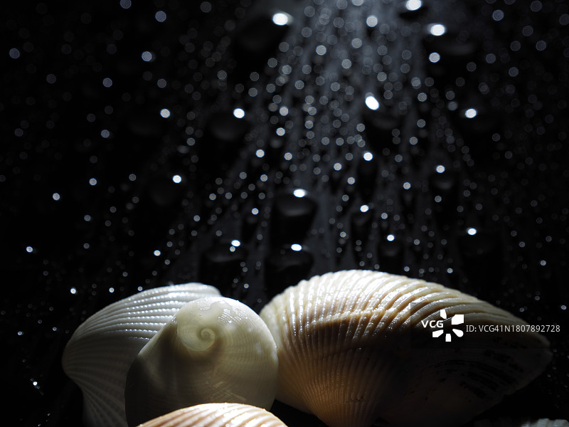 海螺壳中的螺旋大胆细节图片素材